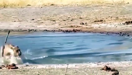 The Sad Ending Of The Rhinoceros! Lion's Attack On Rhino Was Too Dramatic.