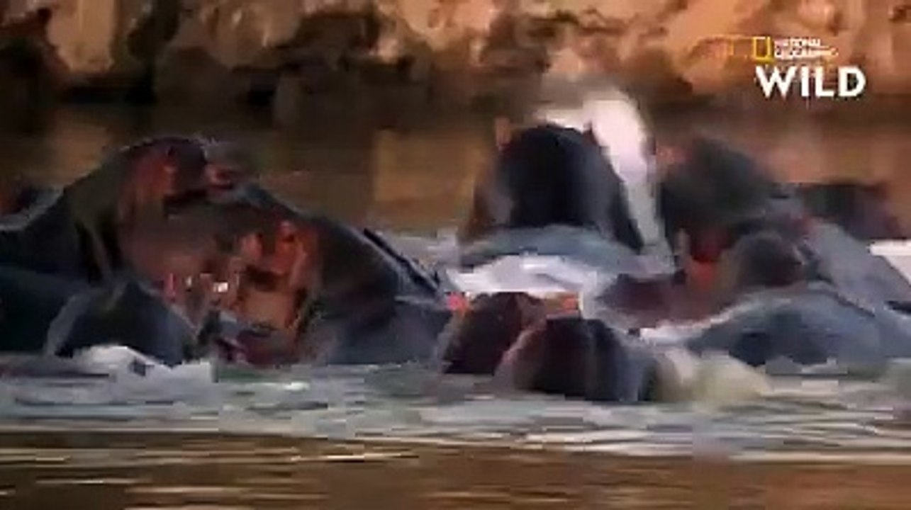Terrible combat entre deux hippopotames
