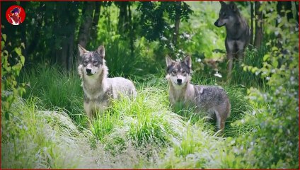 Top 15 Hunderassen, Die Wölfe Besiegen Könnena