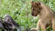 WOW! Eagle Knocks Down Lion To Prove Its Power   Eagle Busy Hunting