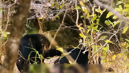 Wow! What Happens When Puma Attacks The Baby Bear.