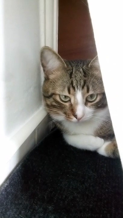 This Tabby Cat Is so Sweet (26)