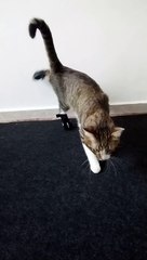 This Tabby Cat Is so Sweet (28)