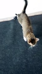 This Tabby Cat Is so Sweet (30)