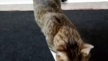 This Tabby Cat Is so Sweet (29)