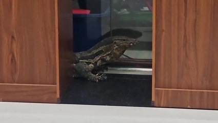 Huge monitor lizard sparks panic before being removed from mall in Thailand