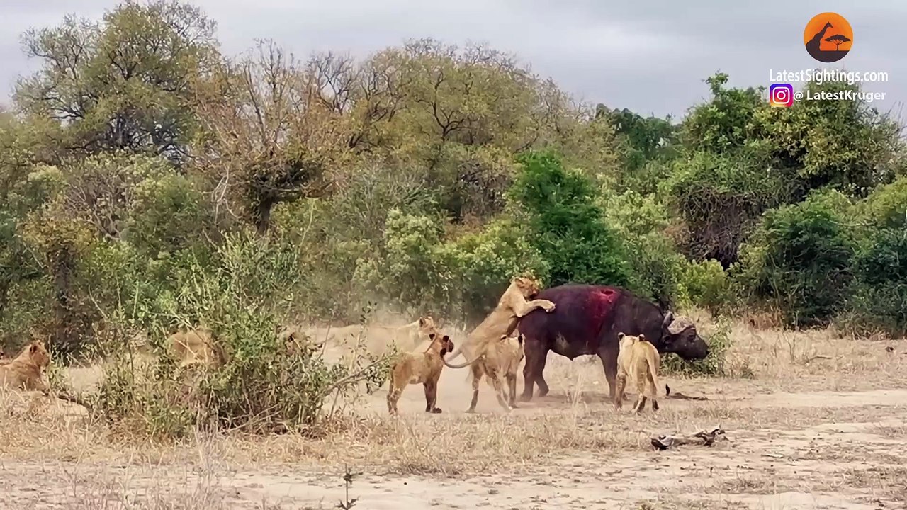 2 Buffaloes & 20 Elephants Are No Match for 22 Lions