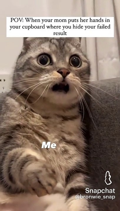Cat snap