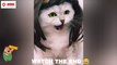 New cat funny shorts 2023  New funniest cat videos try not to laugh #funny #cat #catlovers #pet #memes