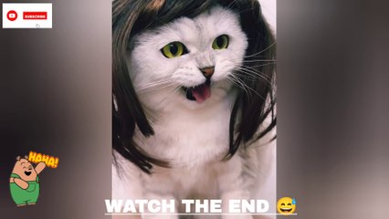 New cat funny shorts 2023  New funniest cat videos try not to laugh #funny #cat #catlovers #pet #memes