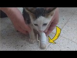 Chats de rue : Soigner une patte cassée chez un chat / Treating a broken leg in a cat