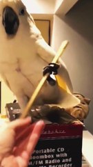 Drive into the world of cars with Car Boy