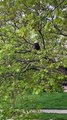 Bald Eagle Perches in Front Yard Tree