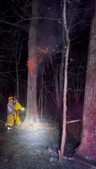 Firefighters Cut Down Tree Burning From the Inside