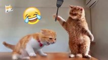 Hour of Funniest Animals 2024 - Funniest Cats and Dogs