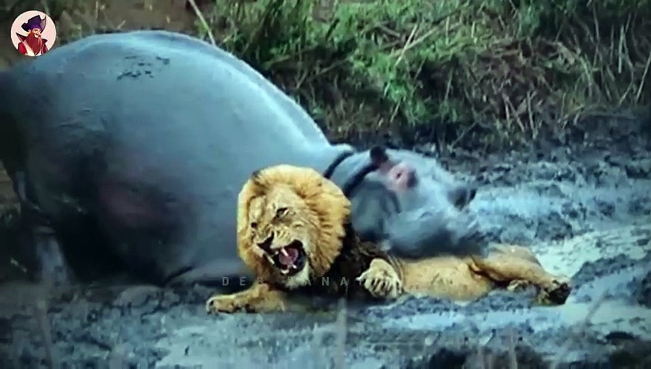 12 Mal, Wie Nilpferde Ihre Feinde Angegriffen Haben