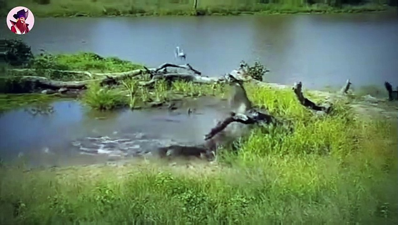 15 Beutetiere, die dem Raubtier auf wundersame Weise entkamen