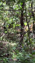 Monkey Uses a Rock to Break Open a Coconut
