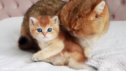 Cat William meets his son Ronaldo  Precious moment