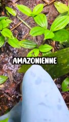 J'IRAIS DORMIR DANS LA FORÊT AMAZONIENNE