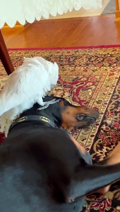 Chicken the Cockatoo Tries To Wake Up Doberman