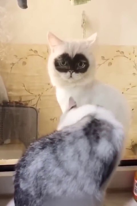 Funniest Cats and Dogs  - Funny Animal Videos