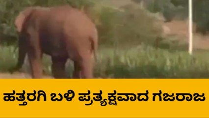 ಯಮಕನಮರಡಿ: ಬೆಳ್ಳಂ ಬೆಳಿಗ್ಗೆ ಆನೆ ಪ್ರತ್ಯಕ್ಷ , ಸಾರ್ವಜನಿಕರಲ್ಲಿ ಆತಂಕ