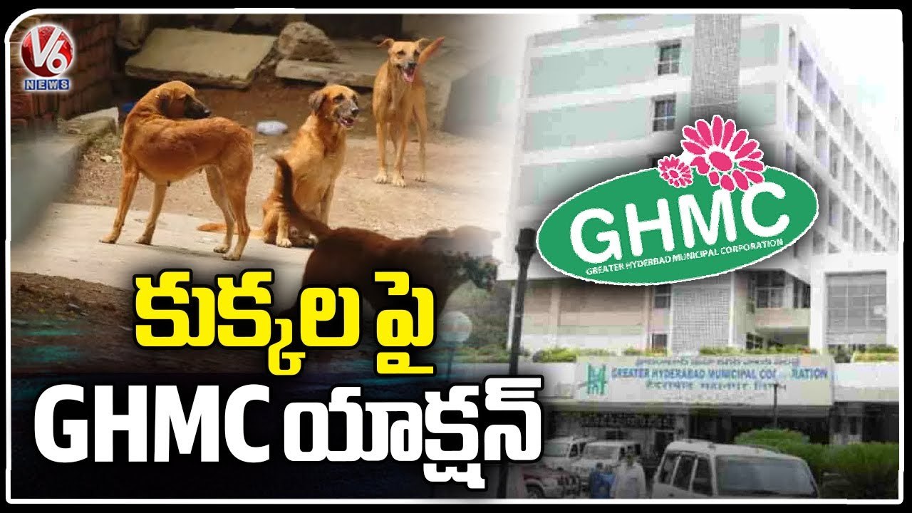 GHMC Actions On Stray Dogs , Arranging Dog Catching Vehicles And More Precautions _ V6 News