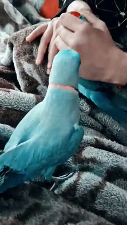 Blue Ringneck Parrot Talking | Lovely Ringneck Parrot 