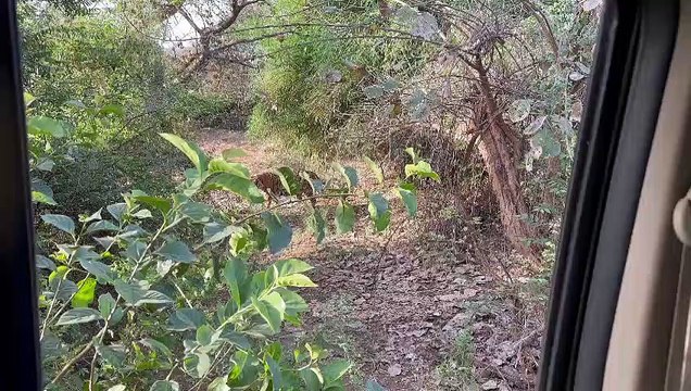 बाघ की मौत फैंफडो से संक्रमण से वन विभाग को क्यों नजर नहीं आए लक्षण
