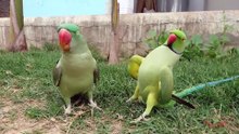 Amazing Parrot Talking Video