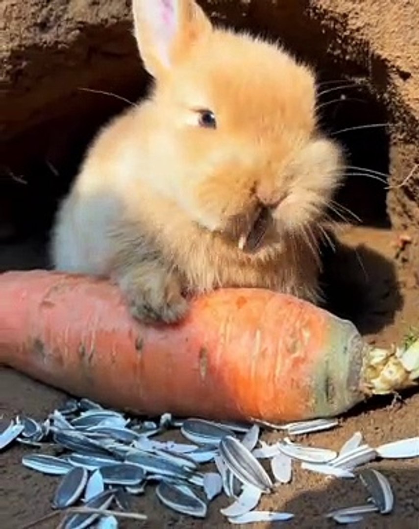 Rabbits