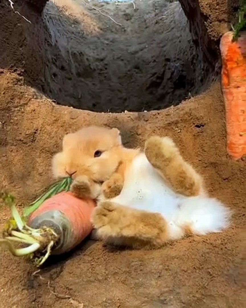 Rabbits  4
