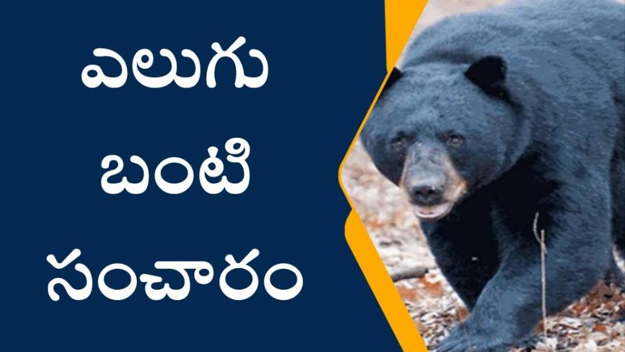 సూర్యాపేట: ఎలుగుబంటి కలకలం.. భయాందోళనలో జనం..