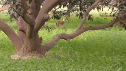 Amazing view in mangoes farm fighter dog