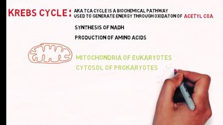 A Simplified Explanation of the Krebs Cycle and TCA Cycle in Carbohydrate Metabolism