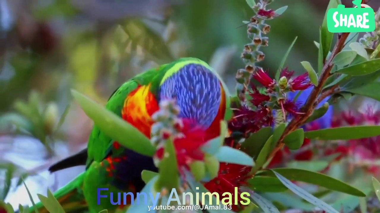 Relaxing music with birdsong redduces stress anxiety.