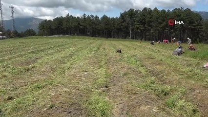 Kadın işçiler kilogramı 100 bin liralık safran için kolları sıvadı