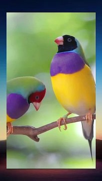 Paradise Bird Dancing to Music