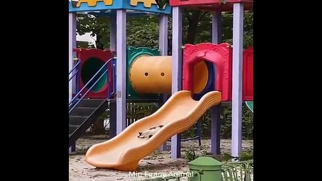 Funniest Animals _ Funny Dog And Cat _ Funny Animals Video #4(360p)