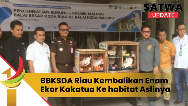 BBKSDA Riau Mengembalikan Enam Ekor Burung Endemik Maluku Ke Habitat Aslinya