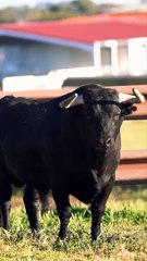 Toros Garcigrande San Pedro Regalado 2023