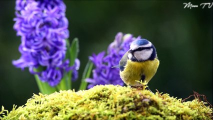 Meditation Music for Inner Serenity