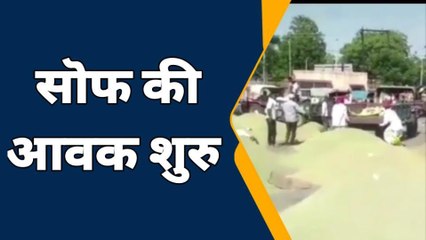 जोधपुर : सॊफ मंडी में इस बार बंपर आवक किसानों के चेहरे खिले