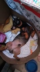 Upside Down Dog Takes Goofy Nap