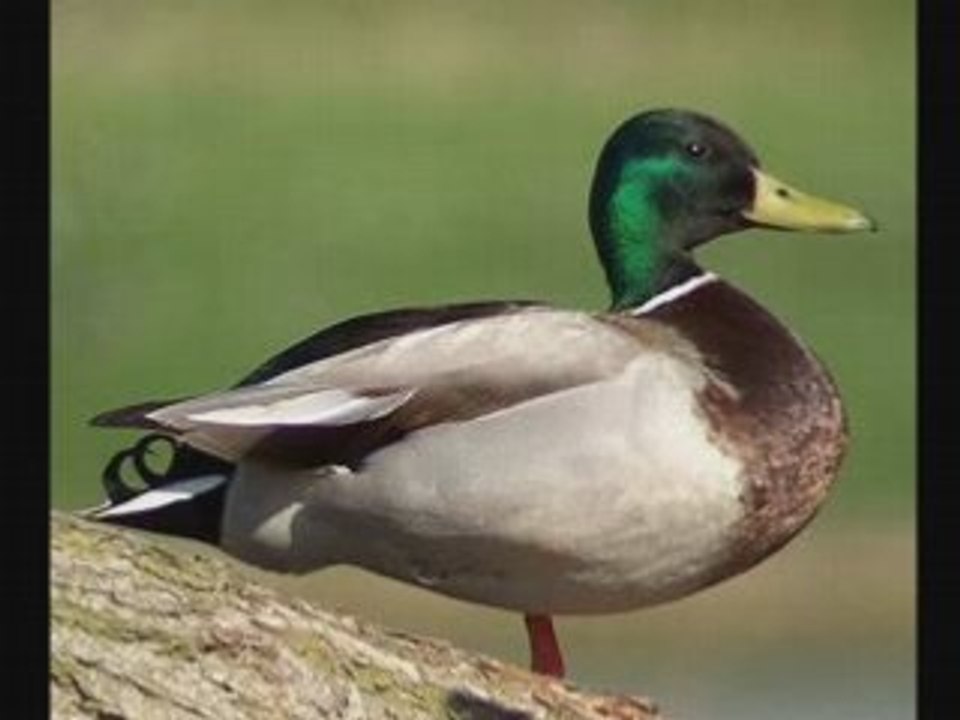 Je collection des canard ( vivant )