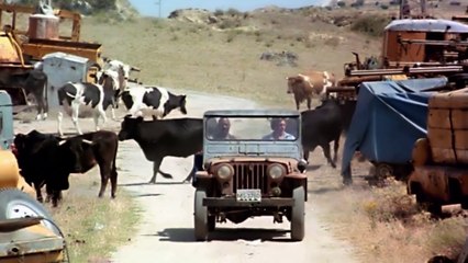 EL FELINO Película 1979