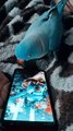 Blue Ringneck With Mobile Phone | Ringneck Talking 