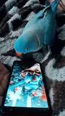 Blue Ringneck With Mobile Phone | Ringneck Talking 