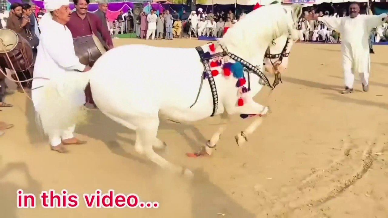 Horse Dance Jashn e Baharan Chakwal II Horse Dancing 2023